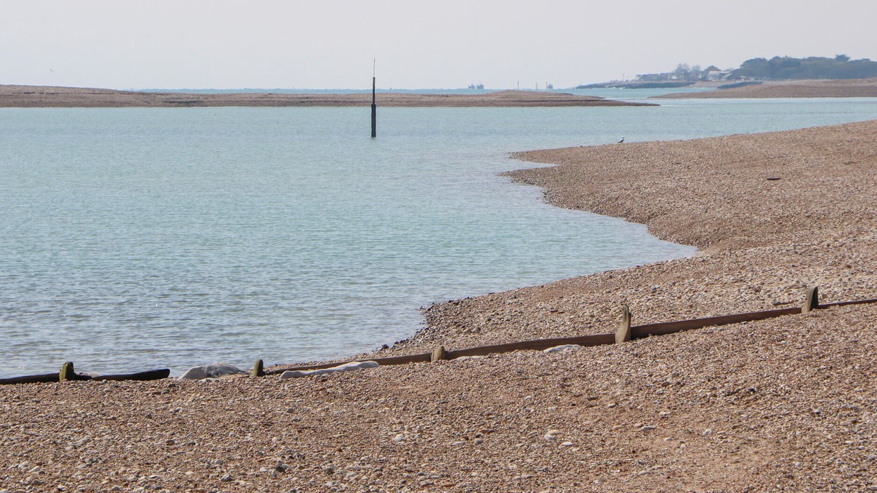 Photo of Others in Pagham