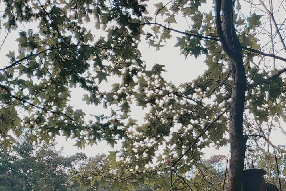 Photo of Outdoor in LaGrange