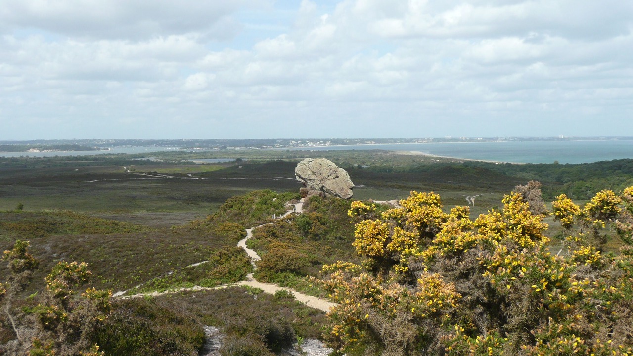 Photo of Others in Studland