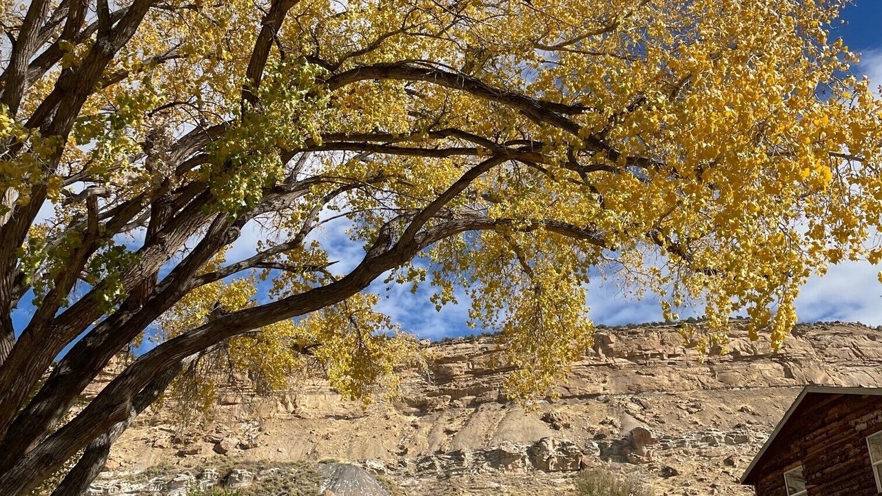 Photo of Others in Palisade