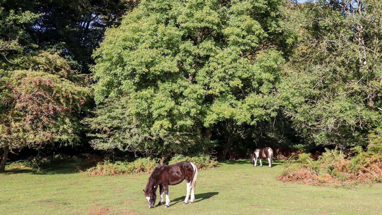 Photo of Outdoor in Bere Alston
