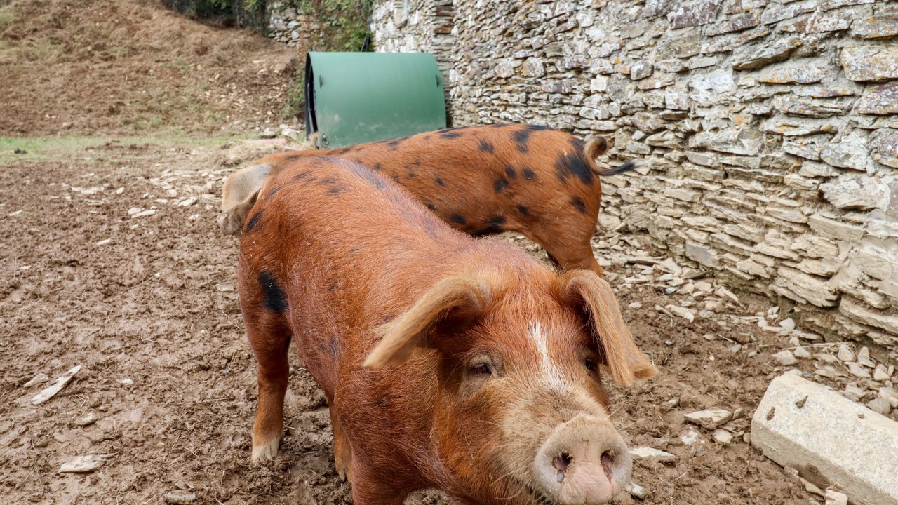 Photo of Others in Bere Alston