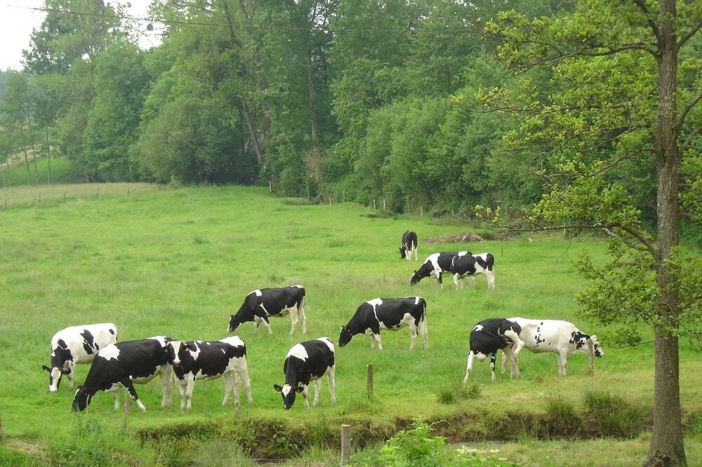 Photo of Others in Isigny-le-Buat