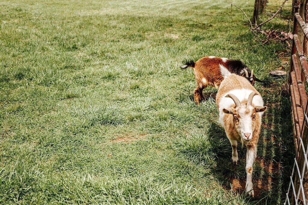 Photo of Others in Waynesboro