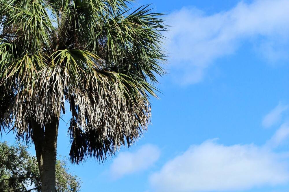 Photo of Outdoor in Aripeka