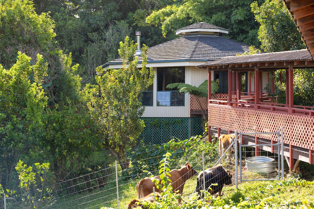 Photo of Outdoor in Honokaa