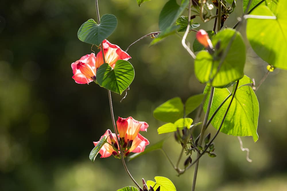 Photo of Others in Honokaa