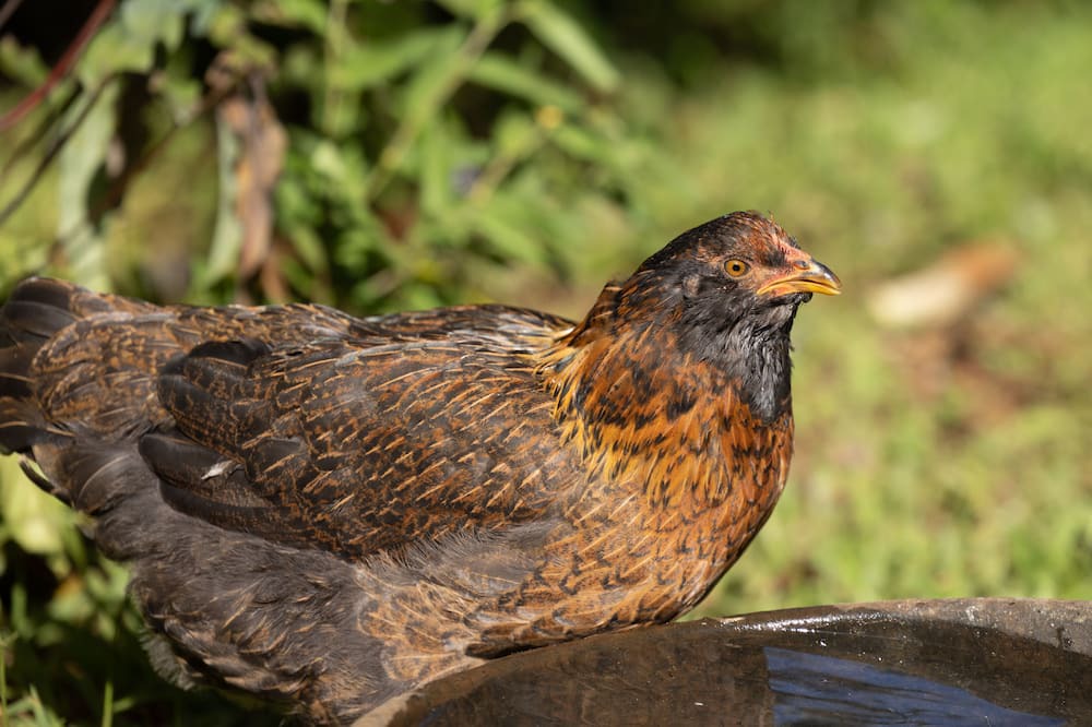 Photo of Others in Honokaa