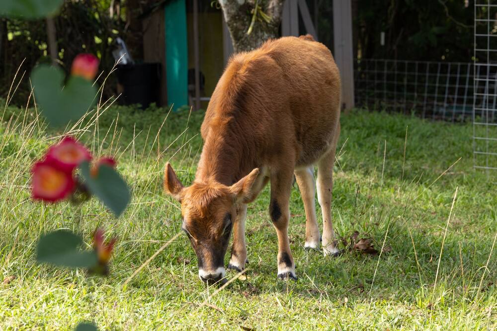 Photo of Outdoor in Honokaa