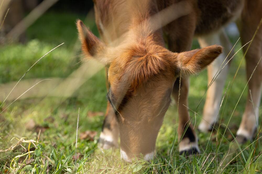 Photo of Others in Honokaa