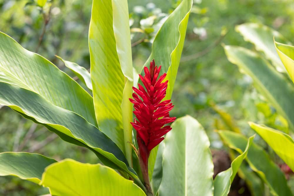 Photo of Others in Honokaa