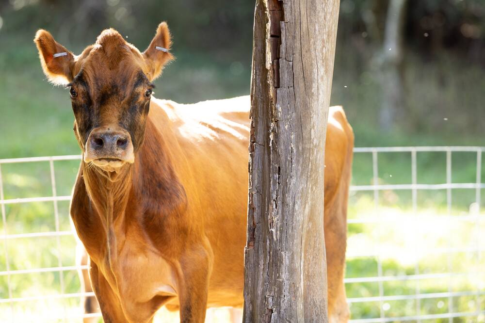 Photo of Others in Honokaa