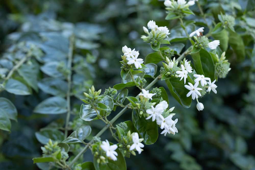 Photo of Others in Honokaa