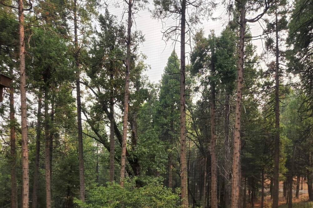 Photo of Outdoor in Pollock Pines