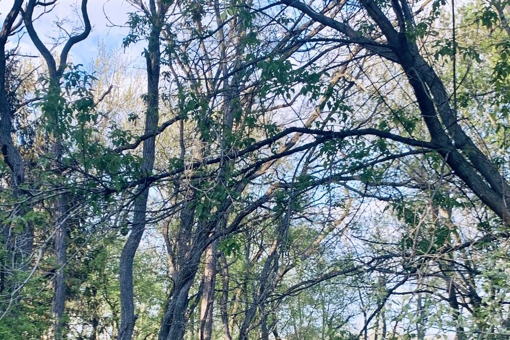 Photo of Outdoor in Ithaca