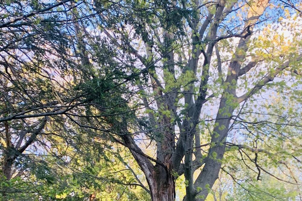 Photo of Others in Ithaca