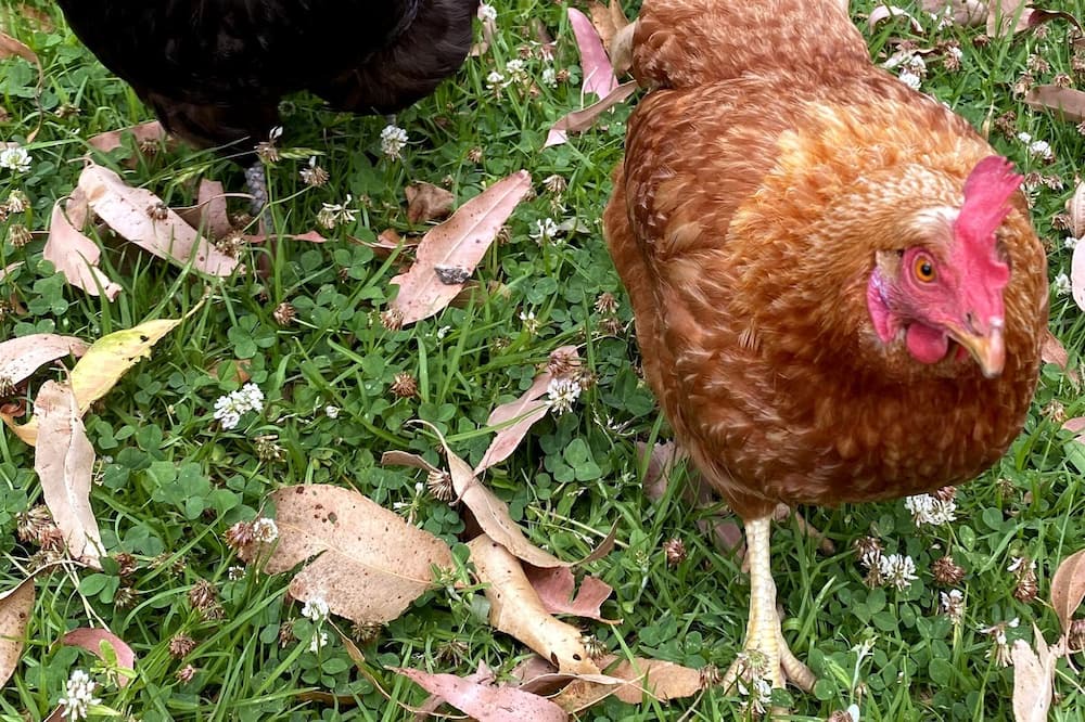 Photo of Others in West Wallsend