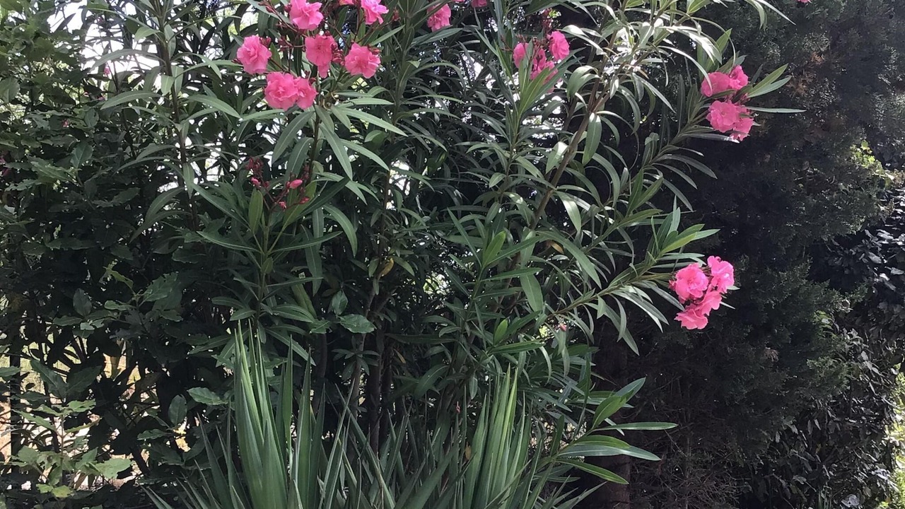 Photo of Outdoor in Montbrun-des-Corbieres