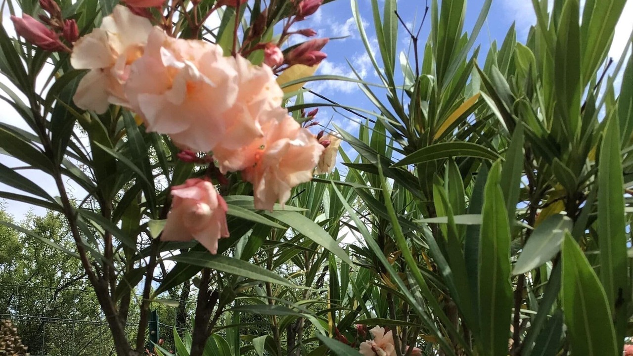 Photo of Outdoor in Montbrun-des-Corbieres