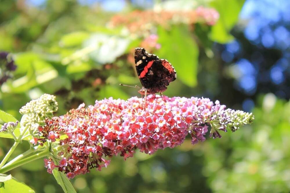 Photo of Others in Saltash