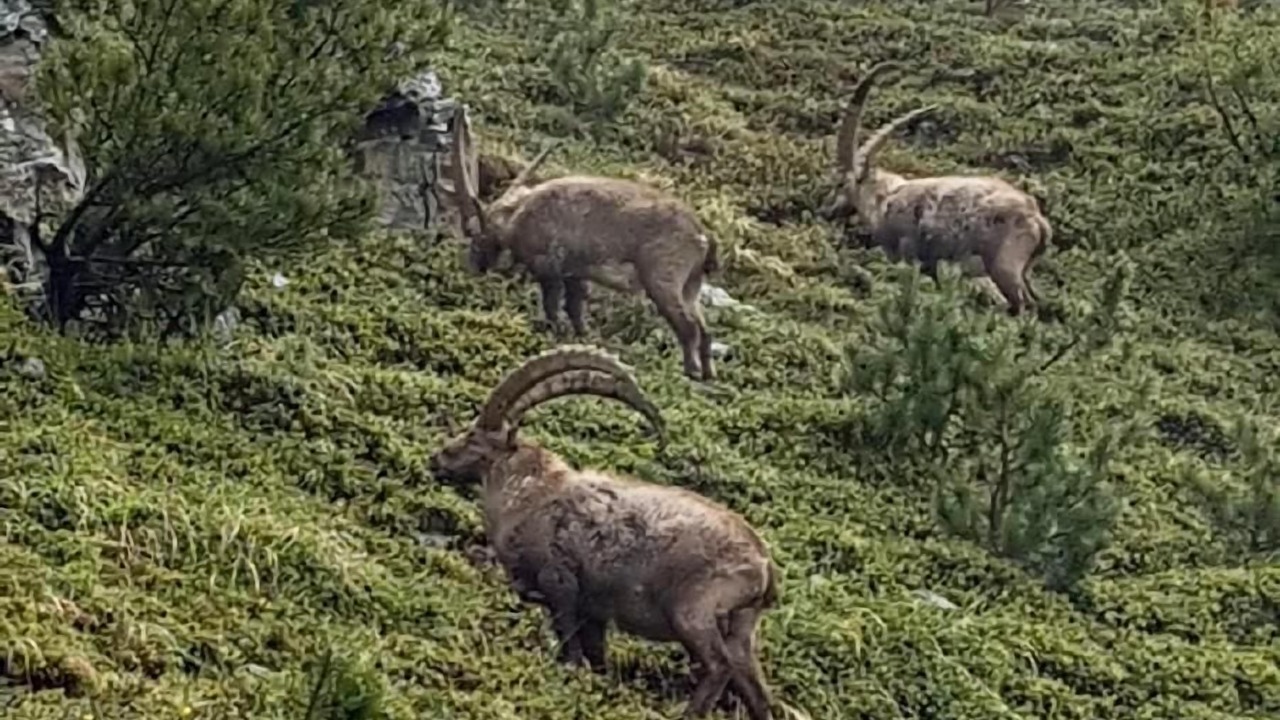 Photo of Others in S-chanf