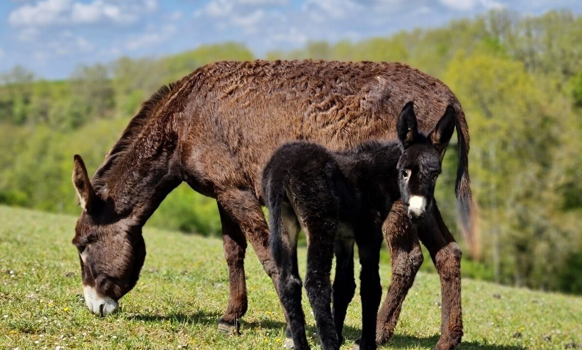 Photo of Outdoor in Biran
