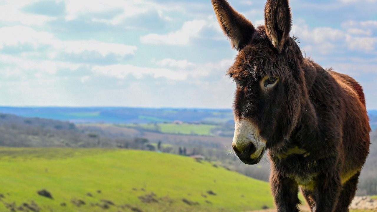 Photo of Outdoor in Biran