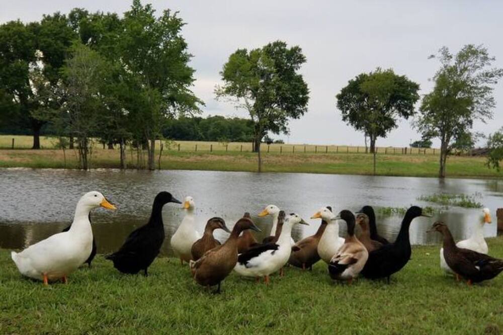 Photo of Outdoor in Lee County