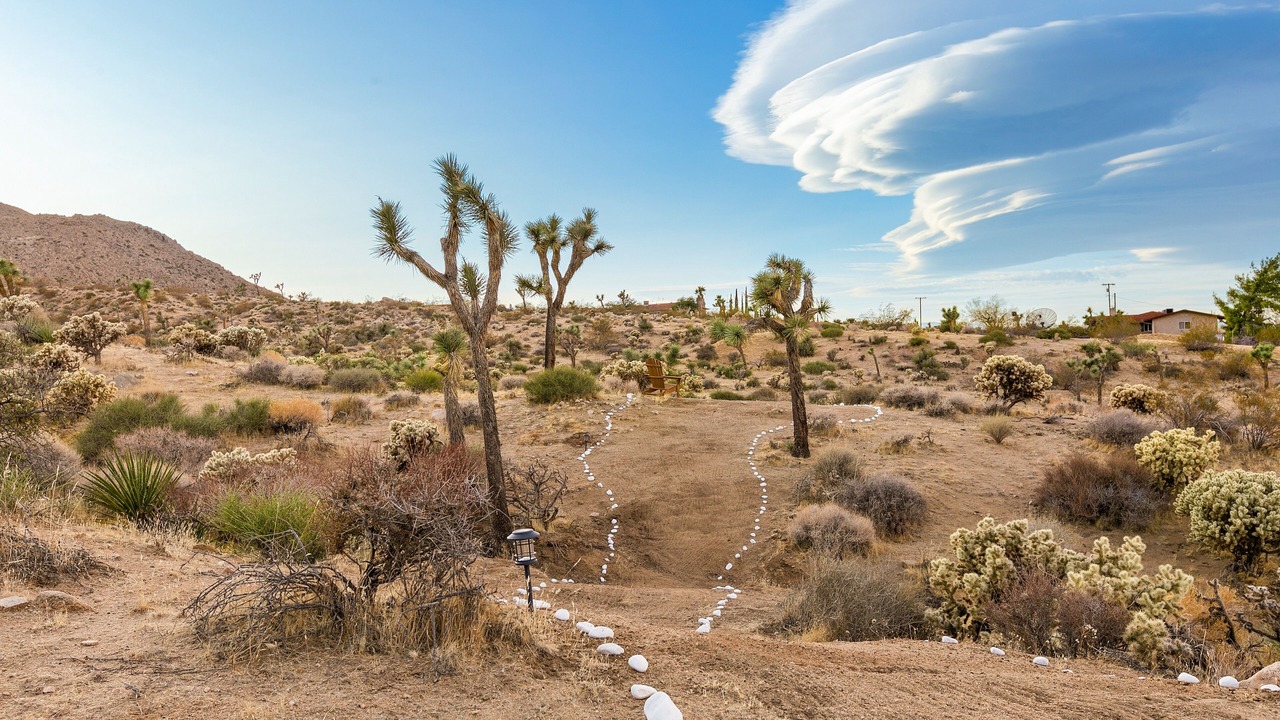 Photo of Others in Joshua Tree