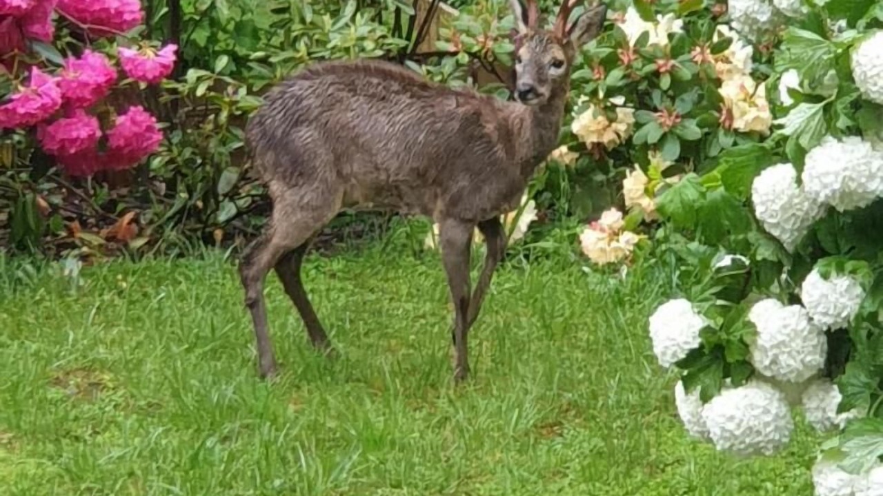 Photo of Outdoor in La Salvetat-sur-Agout