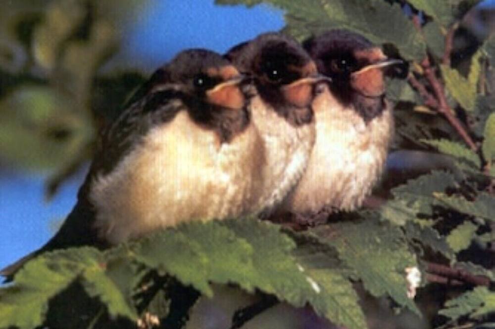 Photo of Others in Scawton