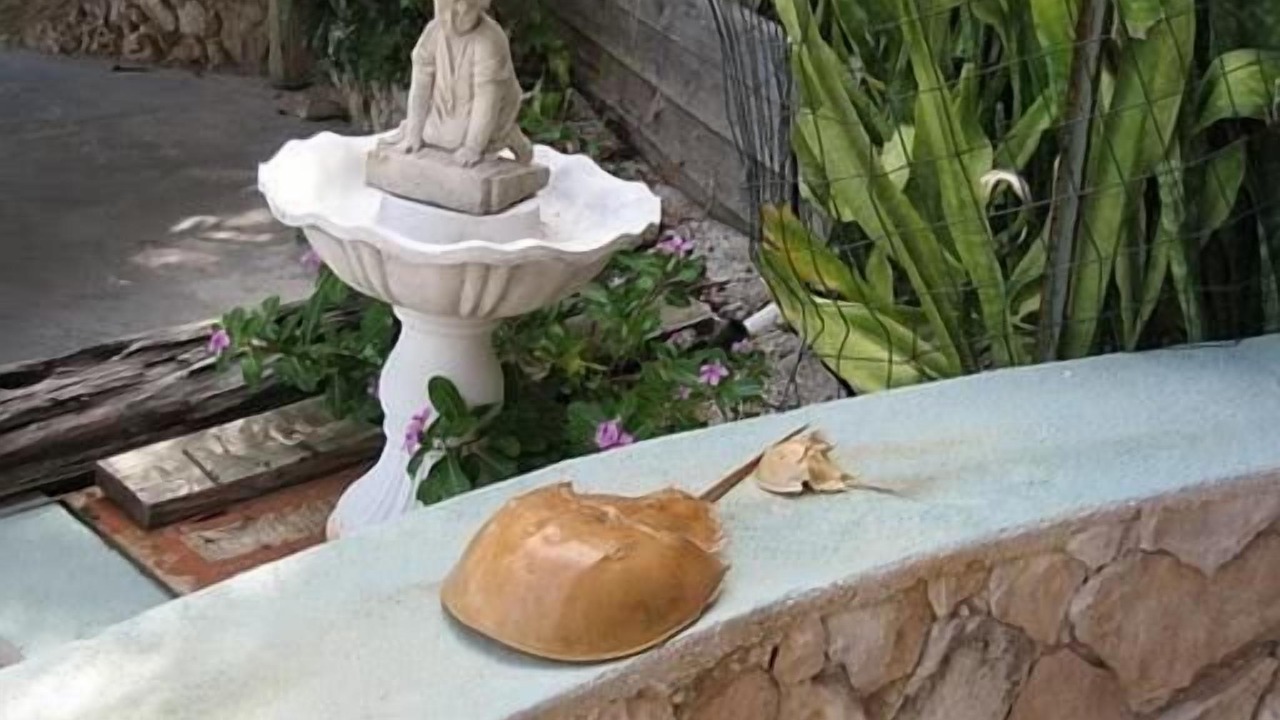 Photo of Outdoor in Long Beach Estates