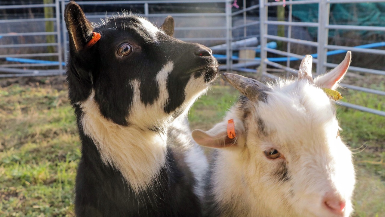 Photo of Others in Newland Near Ulverston