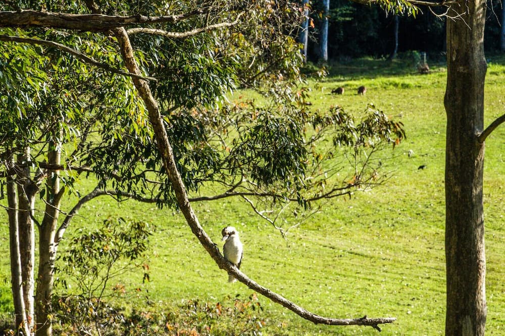 Photo of Others in Lemon Tree
