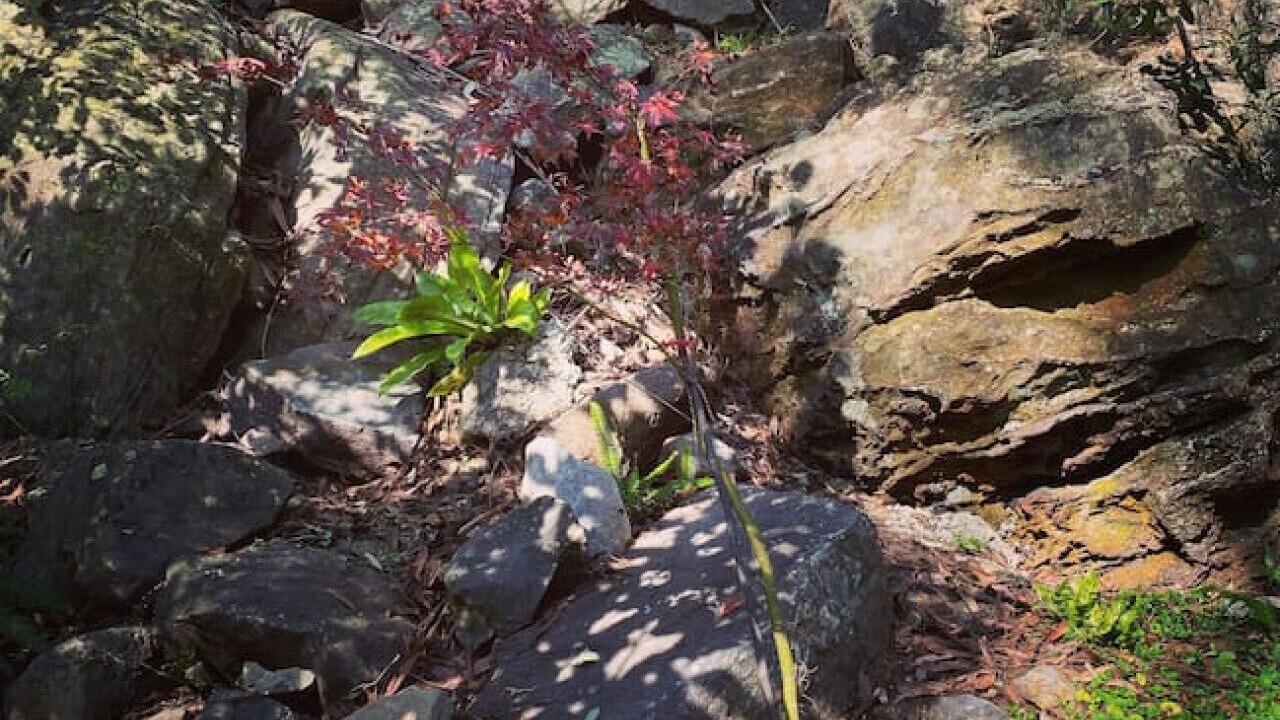 Photo of Outdoor in Hornsby