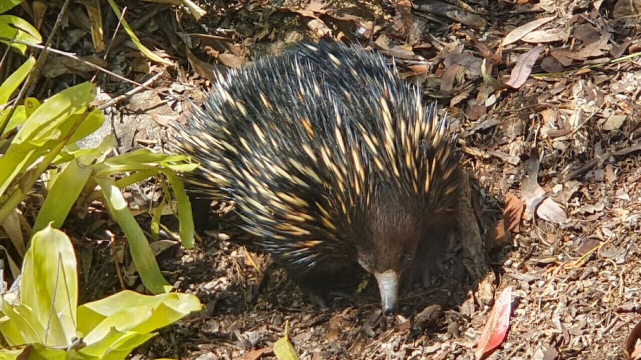 Photo of Outdoor in Hornsby