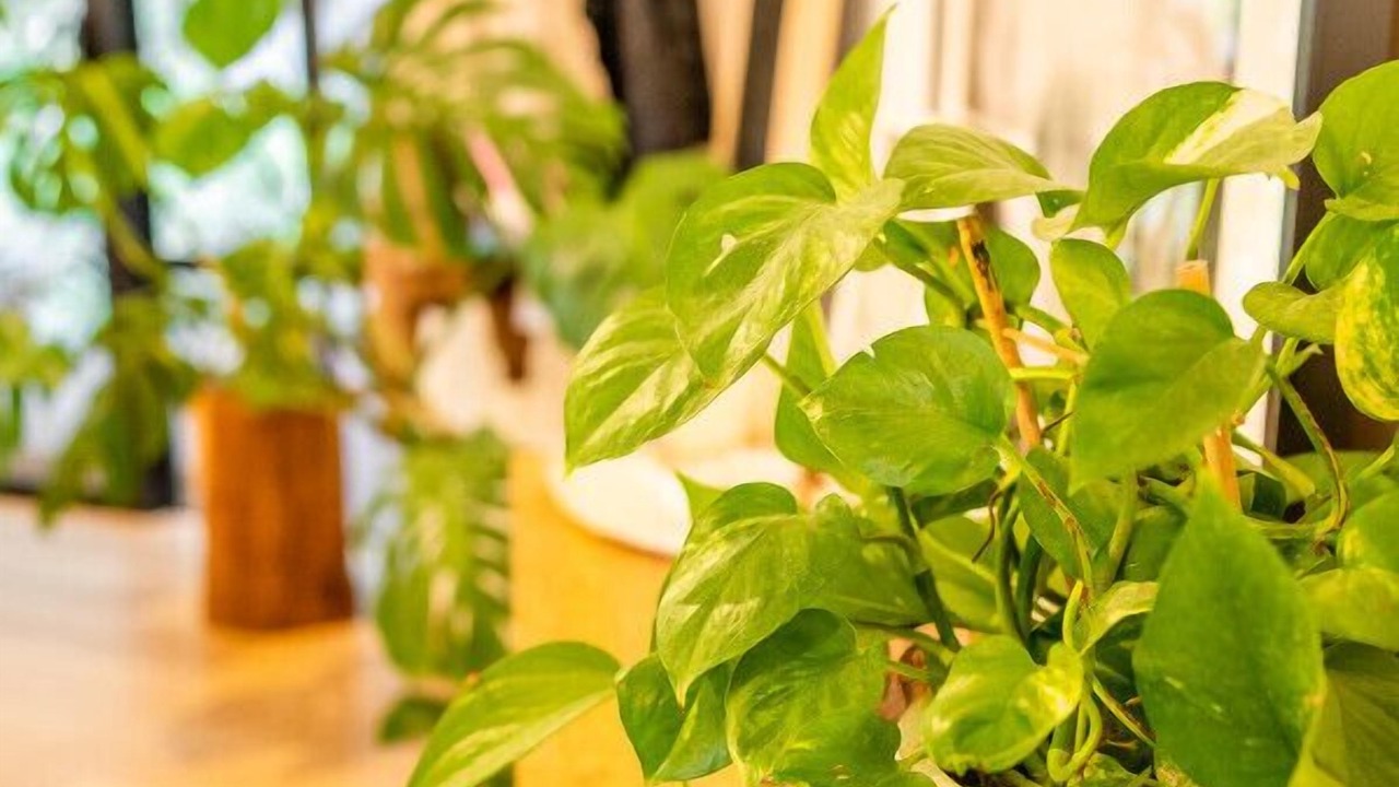 Photo of Others in Hornsby