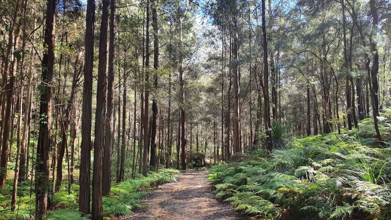 Photo of Outdoor in Hornsby