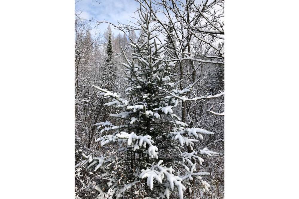 Photo of Others in Marshfield