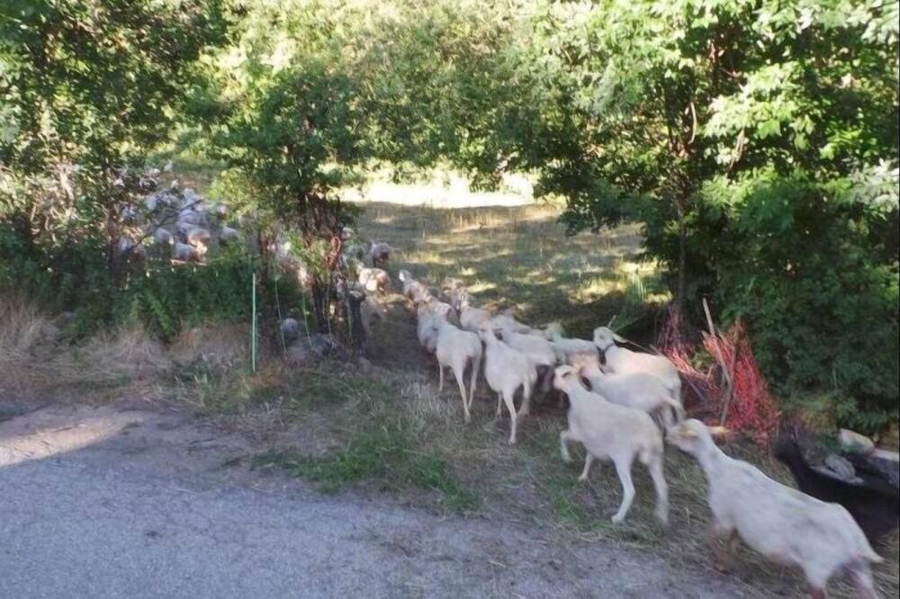 Photo of Others in Bellver de Cerdanya
