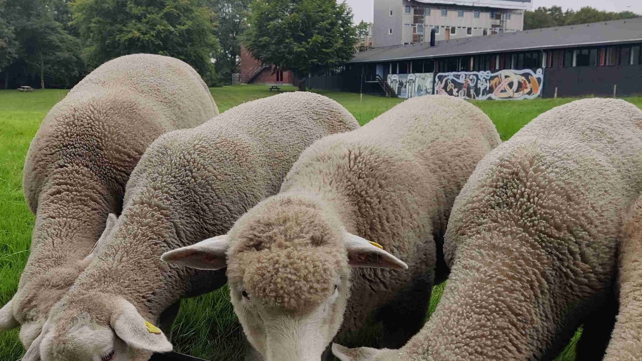 Photo of Outdoor in Birk