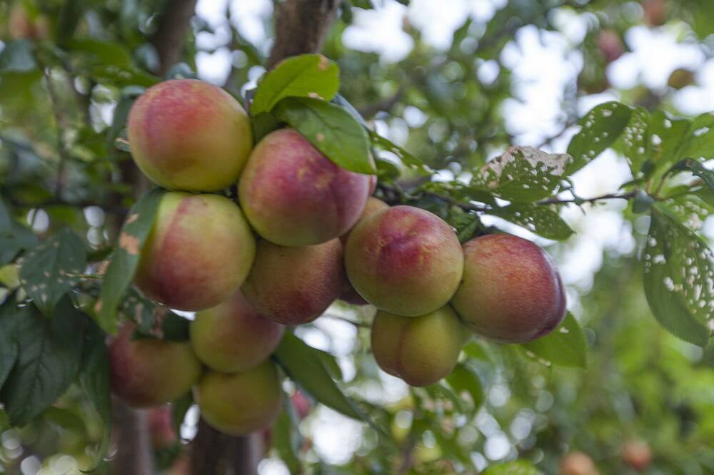 Photo of Others in Clifton Springs