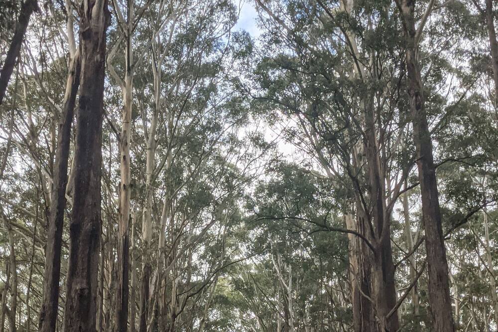 Photo of Outdoor in Springbrook