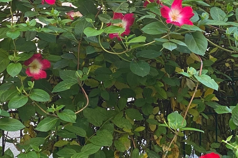 Photo of Outdoor in Bergerac