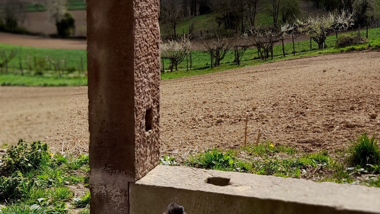 Photo of Others in Mittelhausbergen