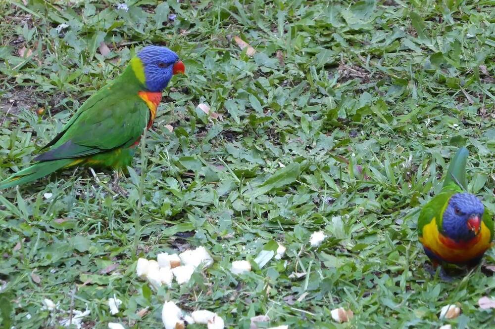 Photo of Outdoor in Landsborough