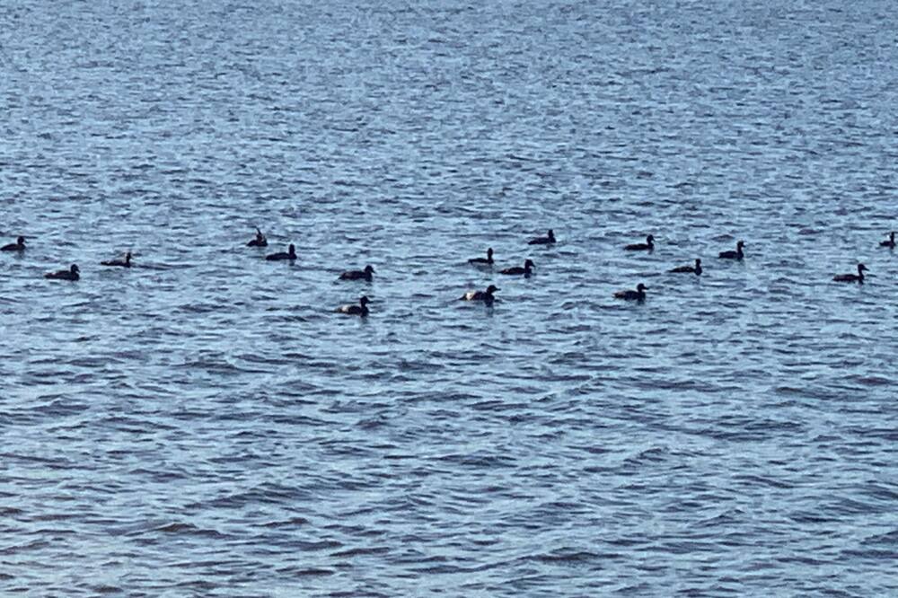 Photo of Others in Nacogdoches