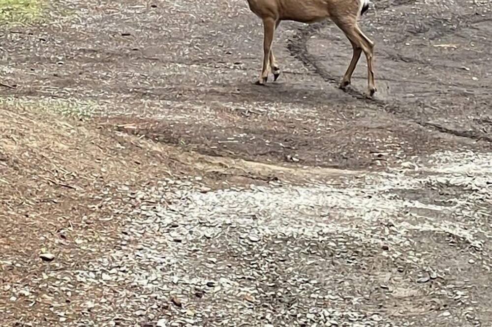 Photo of Others in Roslyn Ridge