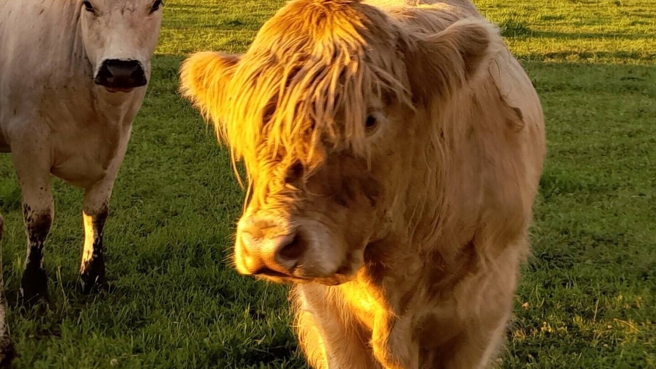 Photo of Outdoor in Normanby