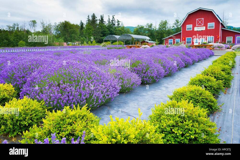 Photo of Others in Sequim